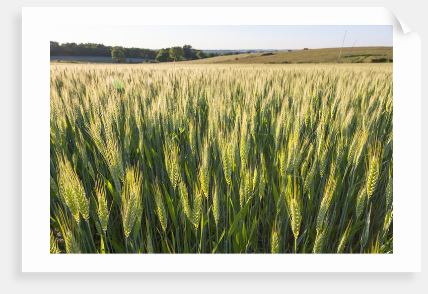 Wheat Field by Anonymous