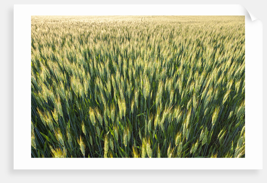 Wheat Field by Anonymous