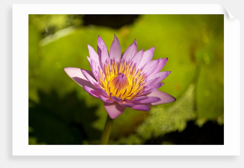 Pink Water Lily, Maui, Hawaii by Anonymous