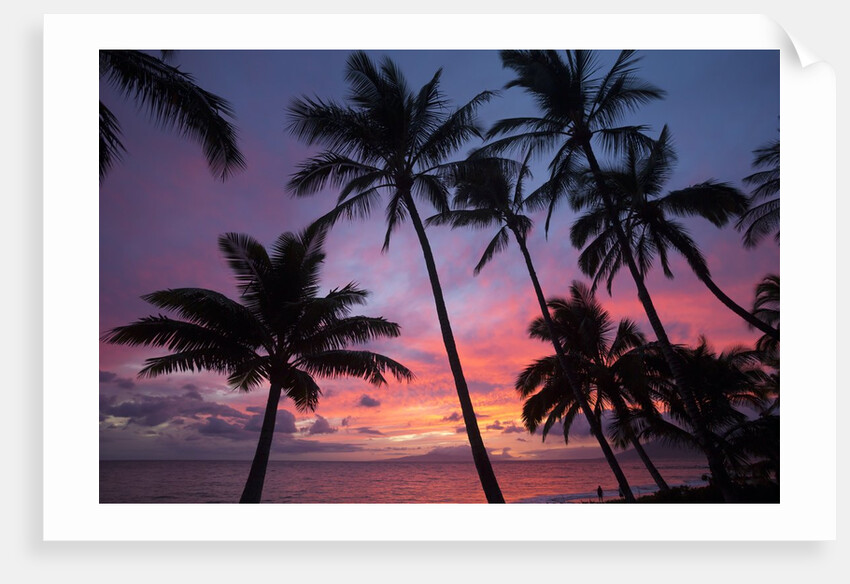 Palm trees at sunset on Keawekapu beach, Wailea, Maui, Hawaii by Anonymous