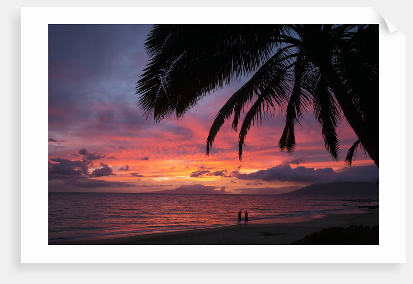 Palm trees at sunset on Keawekapu beach, Wailea, Maui, Hawaii by Anonymous