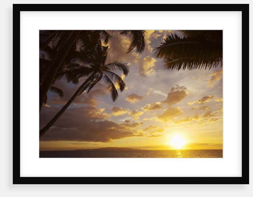 Sunset with palm trees in Kihei, Maui, Hawaii by Anonymous