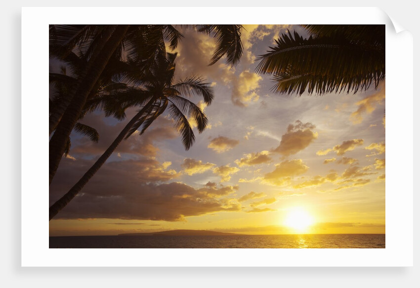 Sunset with palm trees in Kihei, Maui, Hawaii by Anonymous