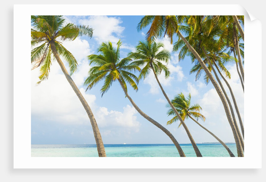 Palm trees in the Maldives by Anonymous
