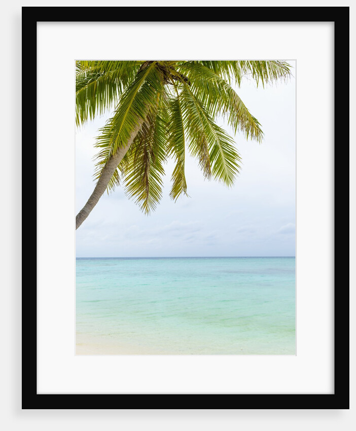 Palm tree in The Maldives by Anonymous