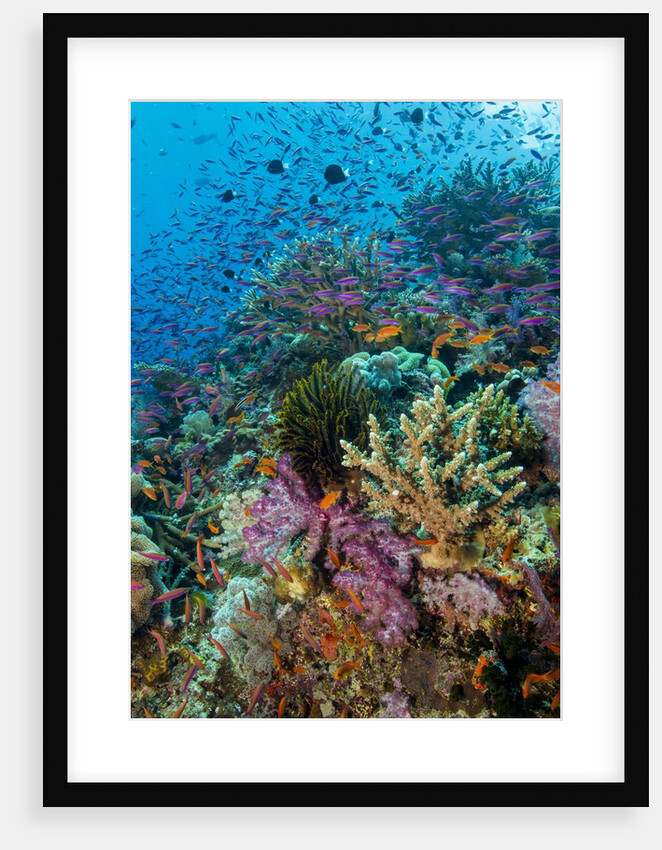 Abundance of marine life on a coral reef. by Anonymous