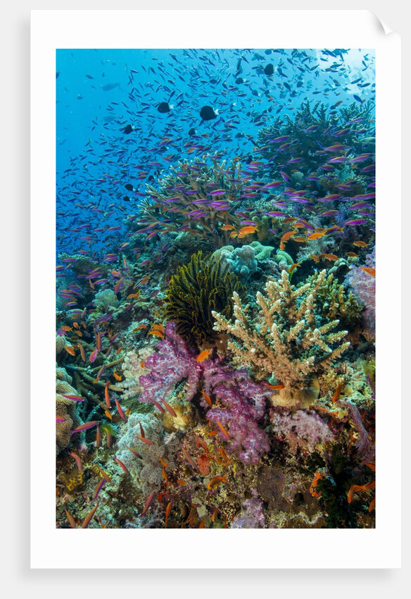 Abundance of marine life on a coral reef. by Anonymous