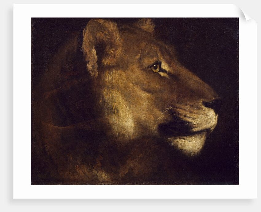 Head of lioness by Theodore Gericault
