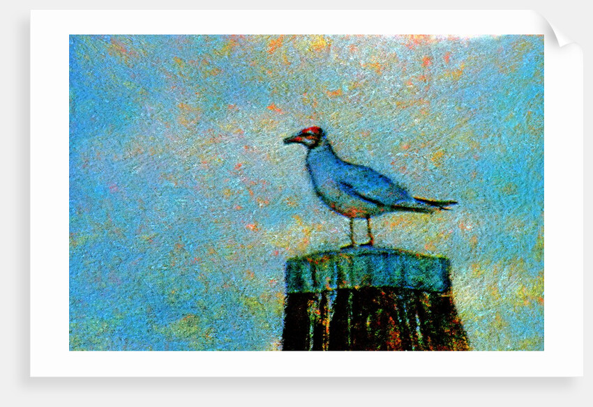 Bird by Anonymous