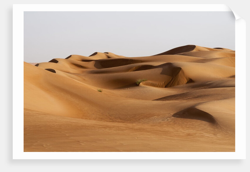 Desert sand dunes by Anonymous