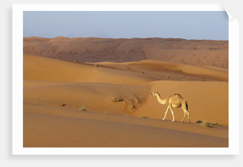 A wild camel walking on sand dunes. by Anonymous