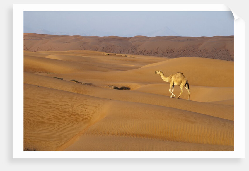 A wild camel walking on sand dunes. by Anonymous