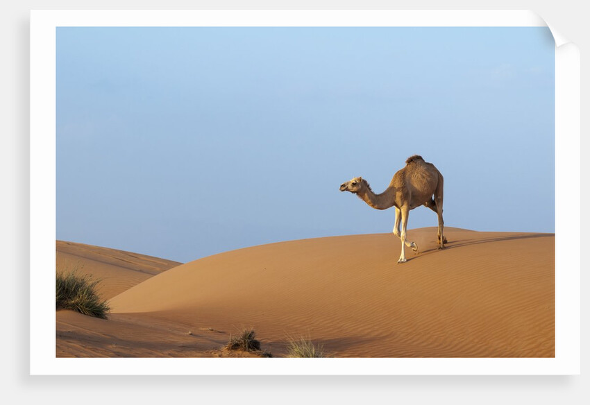 A wild camel walking on sand dunes. by Anonymous