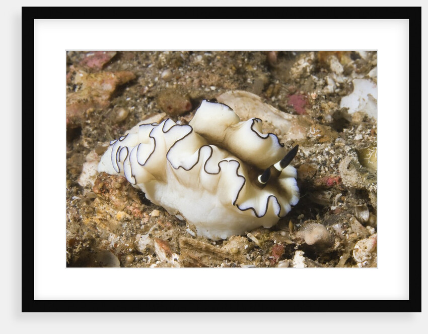 Dark Margin Glossodoris by Anonymous
