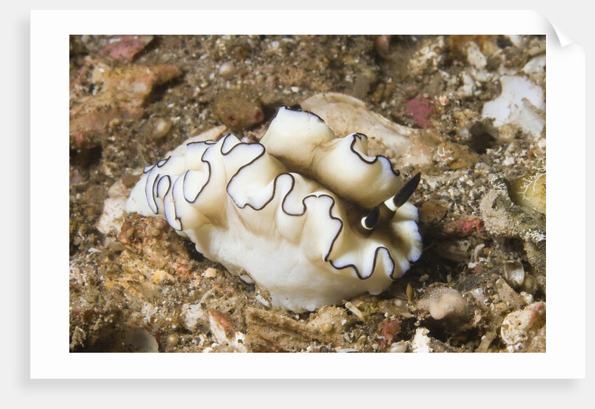 Dark Margin Glossodoris by Anonymous