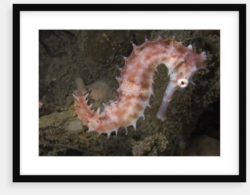 Juvenile Thorny Seahorse by Anonymous