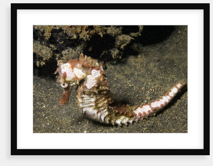Thorny Seahorse by Anonymous