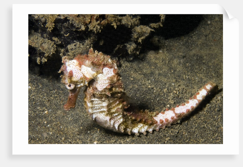 Thorny Seahorse by Anonymous