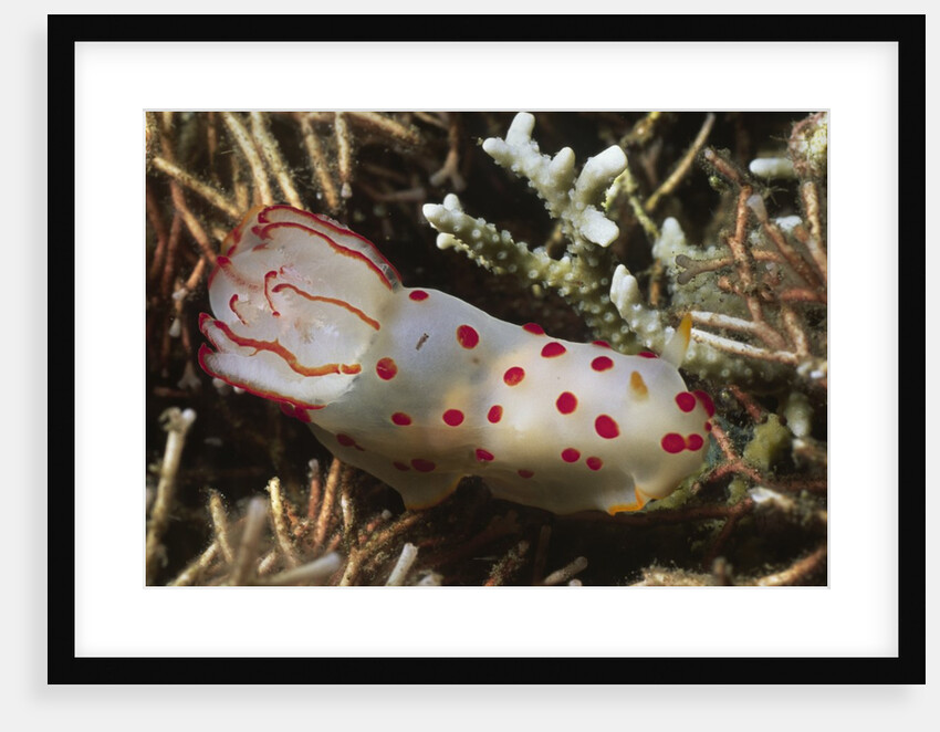 Celyon Gymnodoris by Anonymous