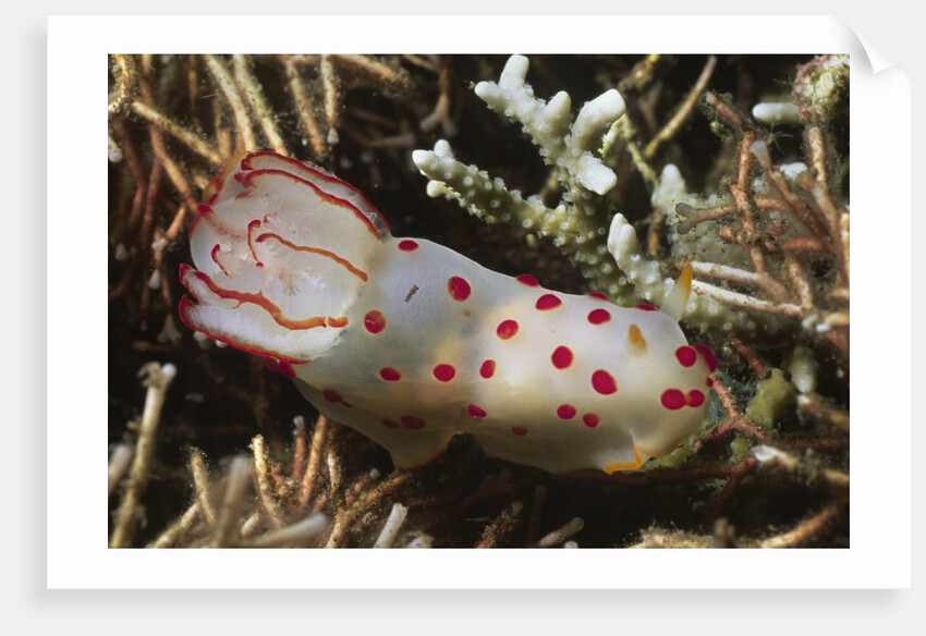 Celyon Gymnodoris by Anonymous