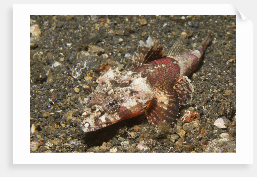 Spiny Flathead by Anonymous