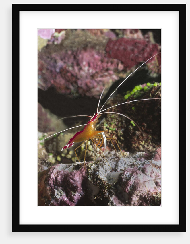 White-Banded Cleaner Shrimp by Anonymous