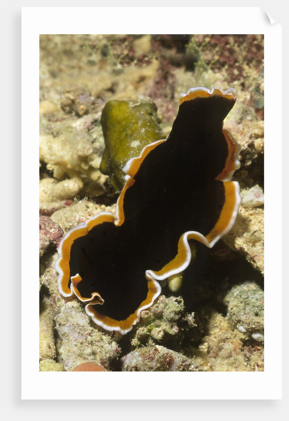 Hancock's Flatworm by Anonymous