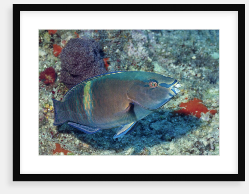 Yellowbar Parrrotfish by Anonymous