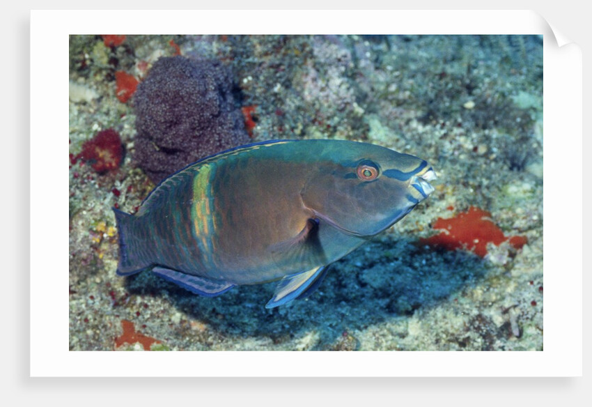 Yellowbar Parrrotfish by Anonymous