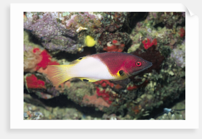 Axilspot Hogfish by Anonymous