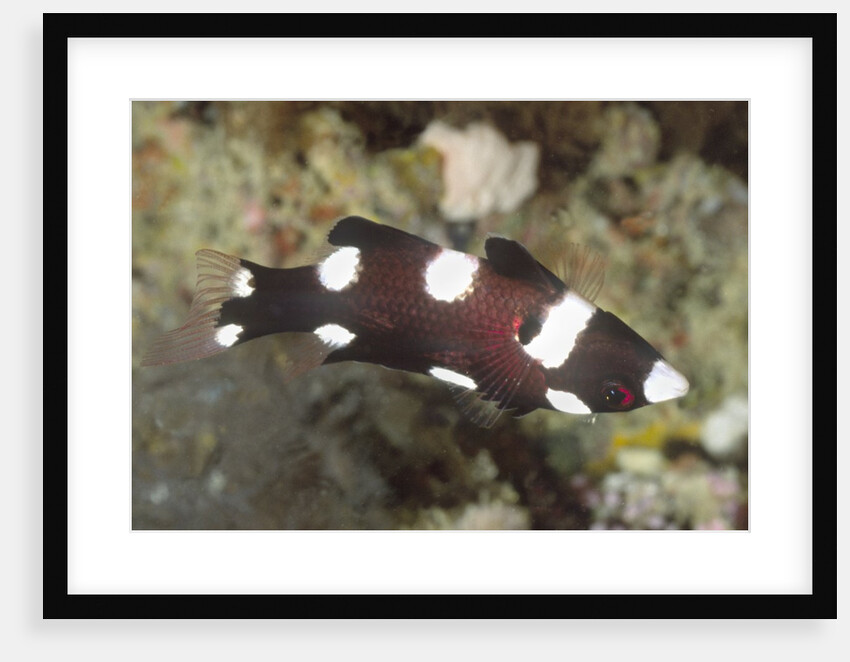 Juvenile Axilspot Hogfish by Anonymous