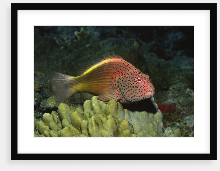 Freckled Hawfish by Anonymous