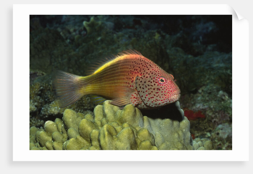 Freckled Hawfish by Anonymous