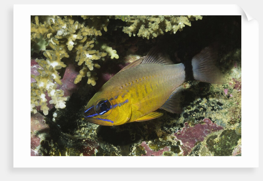 Ringtailed Cardinalfish by Anonymous