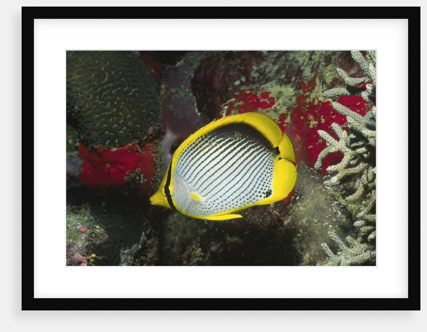 Black-Backed Butterflyfish by Anonymous