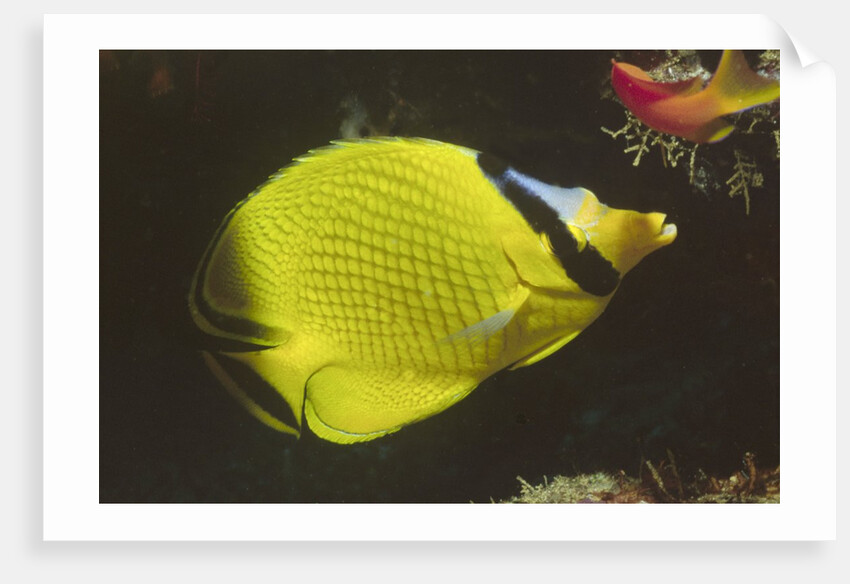 Latticed Butterflyfish by Anonymous