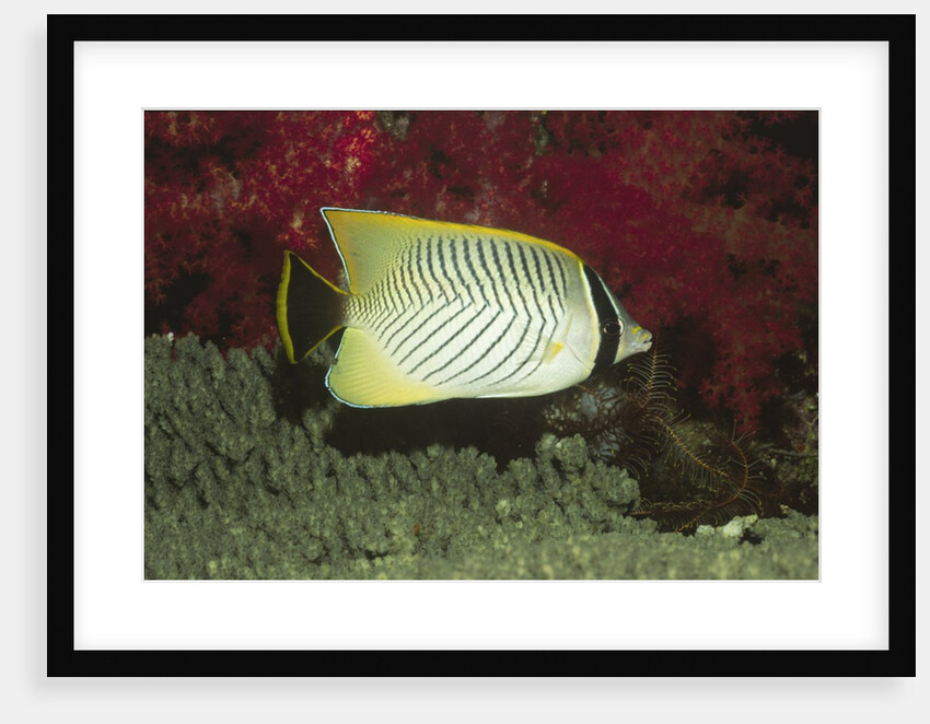 Chevroned Butterflyfish by Anonymous