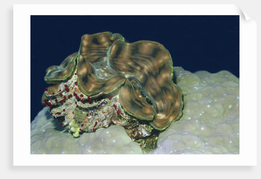 Fluted Giant Clam by Anonymous