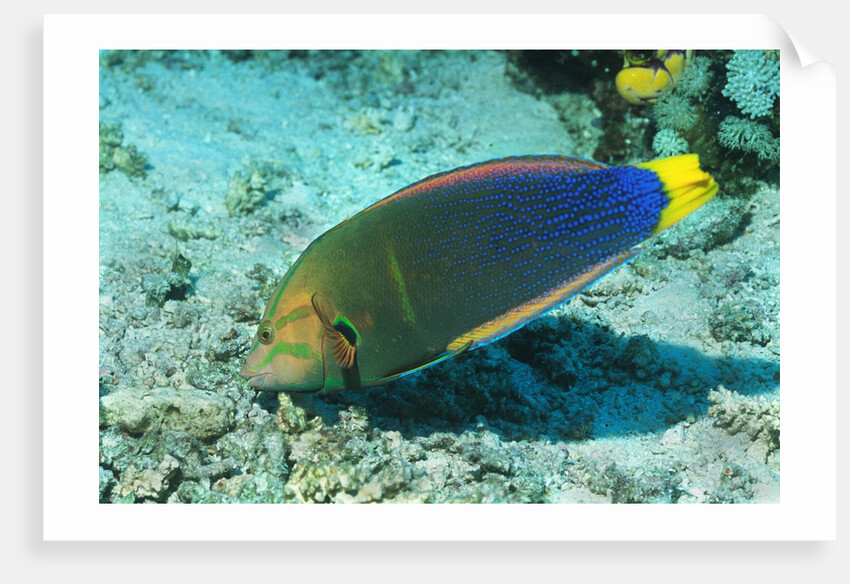 Yellowtail Coris-intermediate phase by Anonymous
