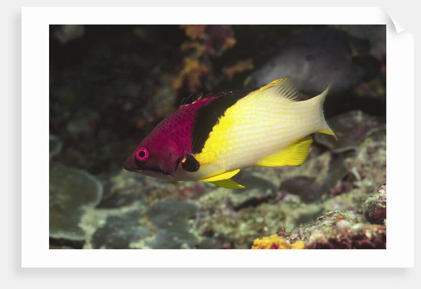 Blackbelt Hogfish by Anonymous