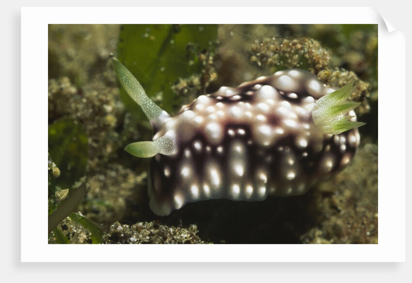 Geometric Chromodoris by Anonymous
