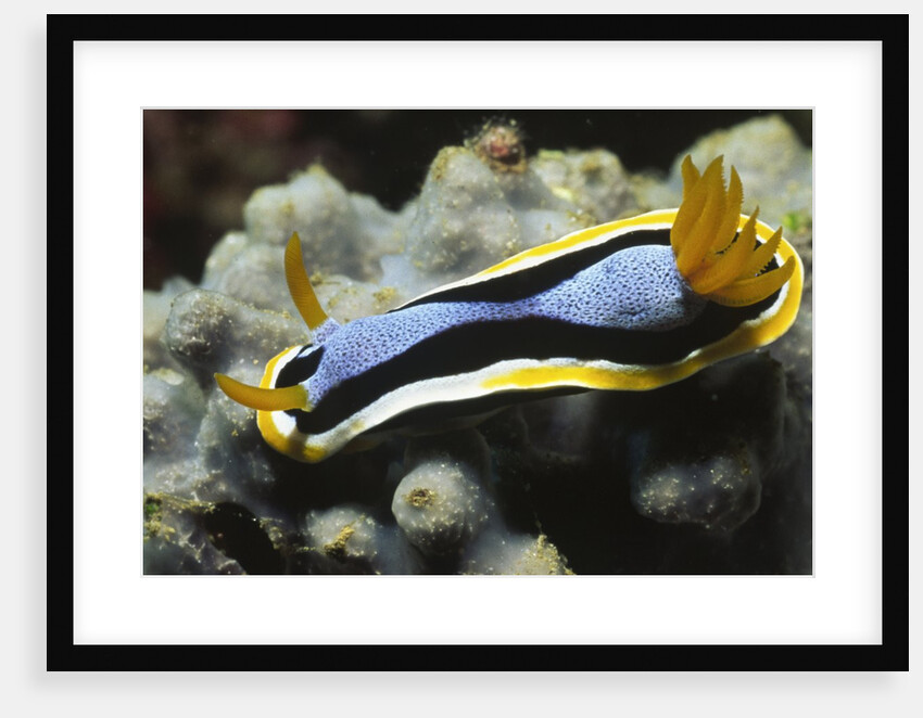 Anna's Chromodoris by Anonymous