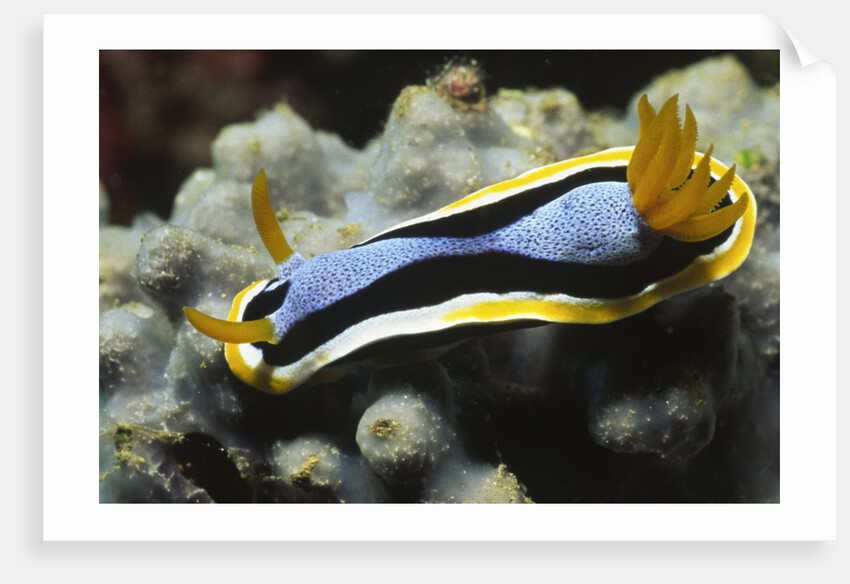 Anna's Chromodoris by Anonymous