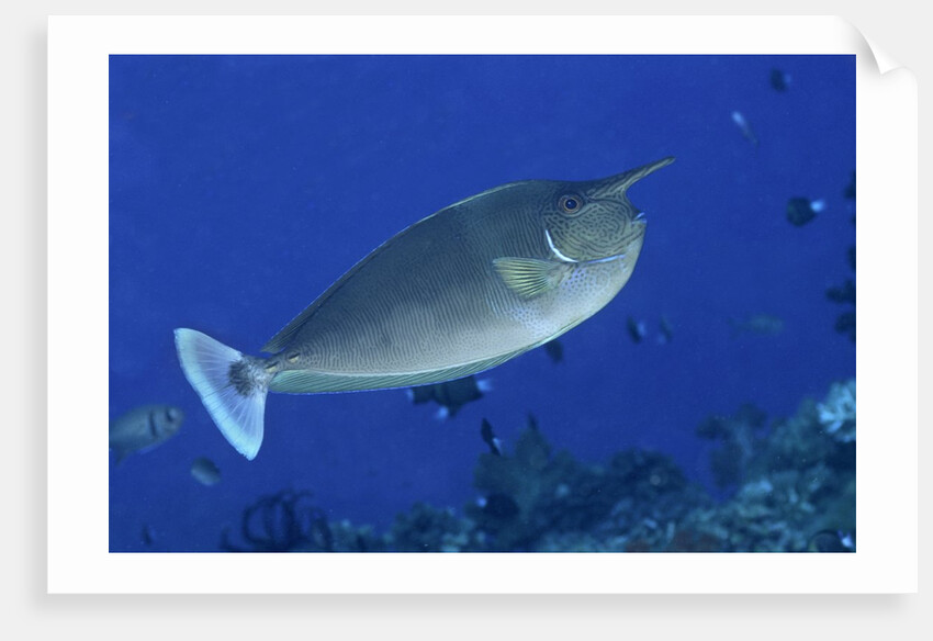 Spotted Unicornfish by Anonymous
