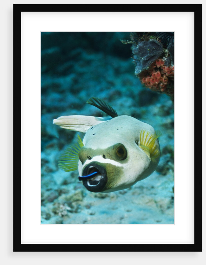 Cleaner Wrasse inside mouth of Blackspotted Puffer by Anonymous