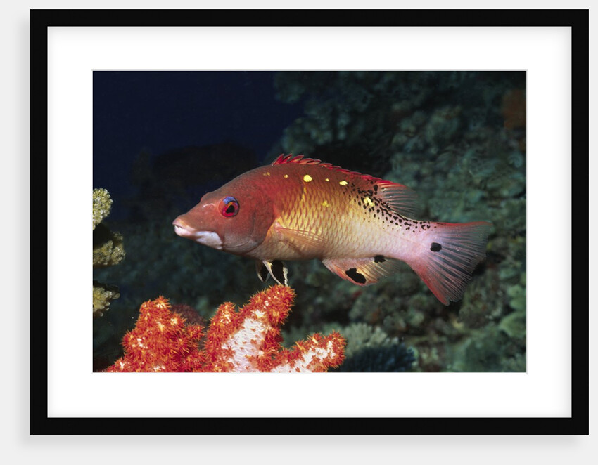 Diana's Hogfish by Anonymous