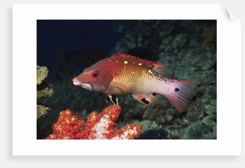 Diana's Hogfish by Anonymous