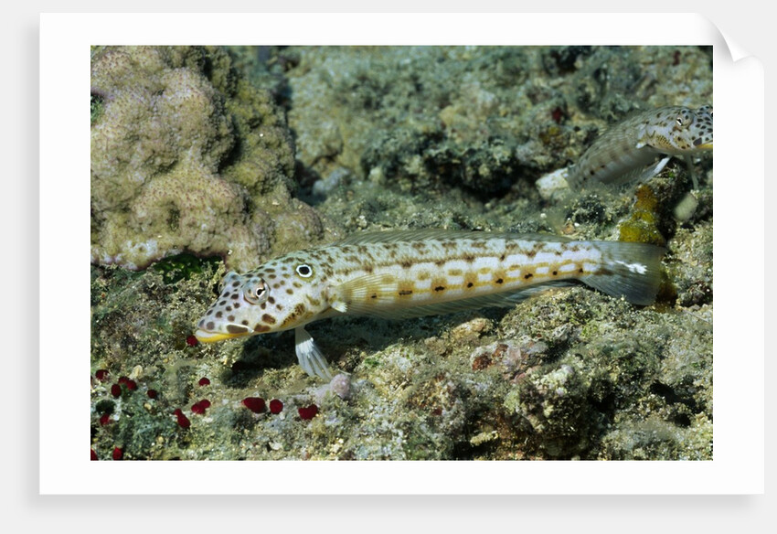 Latticed Sandperch by Anonymous