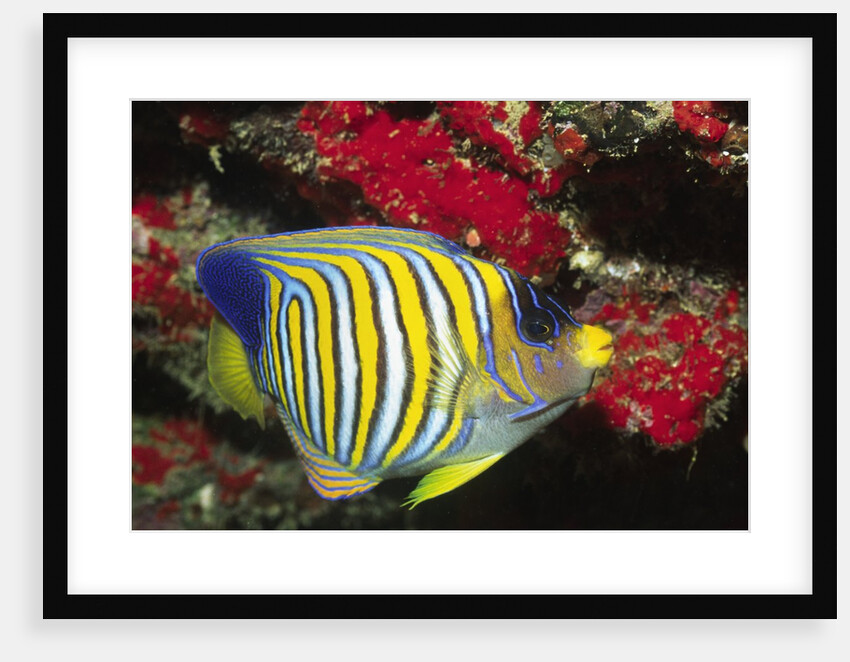 Regal Angelfish by Anonymous