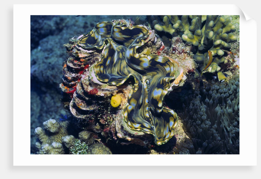Giant Fluted Clam by Anonymous